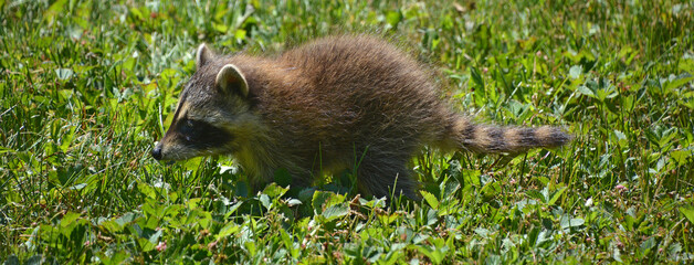 Baby  raccoon or racoon or common, North American, northern raccoon and colloquially as coon is a...