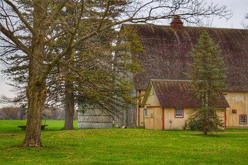 Romeo's Van Dyke Grey I