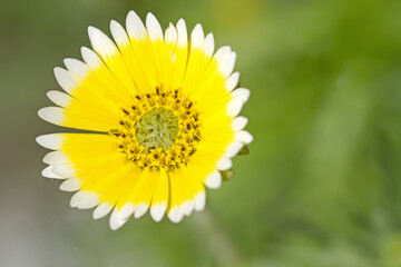 Gelbweiße Büten der Weißspitzchen