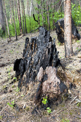 forest after a fire. Burnt tree stump