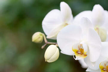 White Moth Orchid Flower (Phalaenopsis)