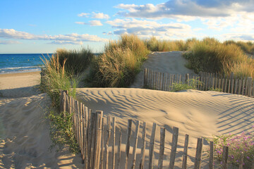 Natural and wild beach with a beautiful and vast area of dunes, Camargue region in the South of...