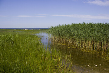 bay with beautiful stones, mud and blooming water against a forest. Summer landscape with a lake. thickets of reed.