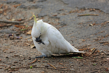 Sulphur crested cockatoo eating - Victoria, Australia