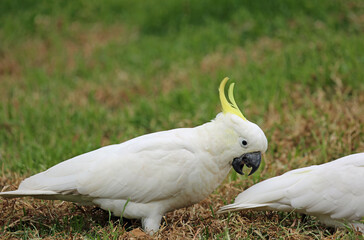 Sulphur crested cockatoo screaming - Victoria, Australia