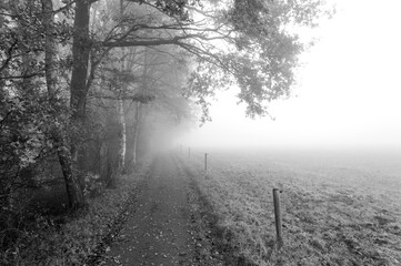 Path between the tree line and a field on a misty day near Hardenberg in Overijssel, The Netherlands