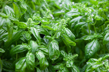closeup of basil plants, full frame