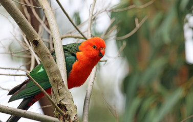 Australian King Parrot on the brancjh- Victoria, Australia