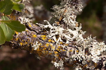 Closeup of moss and lichen on tree branch