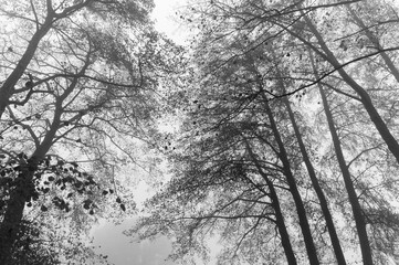 Black and White Landscapes of Overijssel in the mist, The Netherlands