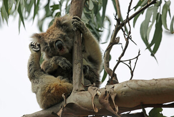 Koala scratching - Kenneth River, Victoria, Australia