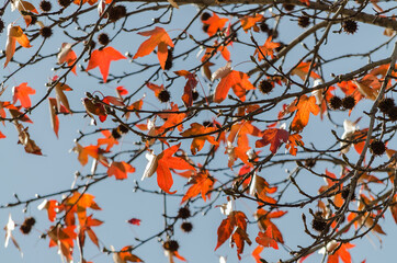 Árbol a punto de perder las hojas en otoño 3