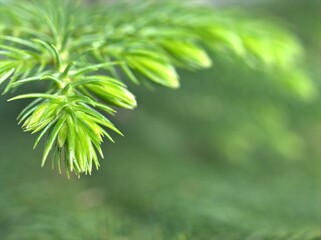 Closeup green leaf of pine tree in garden with blurred background ,macro image ,soft focus for card design ,nature leaves frame