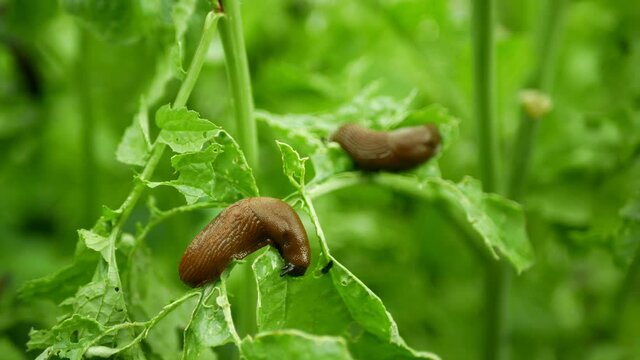 Spanish slug Arion vulgaris snail parasitizes on radish or lettuce cabbage moves garden field, eating ripe plant crops, moving invasive brownish dangerous pest agriculture, farming farm, poison
