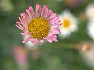 Obraz premium Closeup pink Latin american fleabane flower plants in garden (maxican fleabane) with green blurred background ,macro image ,for the word and card design