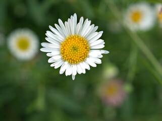 Obraz premium Closeup white Latin american fleabane flower plants in garden (maxican fleabane) with green blurred background ,macro image ,for the word and card design
