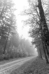 Black and White Landscapes of Overijssel in the mist, The Netherlands