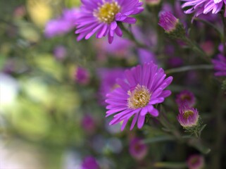 Closeup violet purple aster amellus flowers , American asters plants in garden with blurred background ,macro image ,soft focus ,sweet color for card design