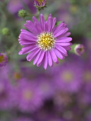 Obraz premium Closeup violet purple aster amellus flowers , American asters plants in garden with blurred background ,macro image ,soft focus ,sweet color for card design