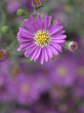 Closeup violet purple aster amellus flowers , American asters plants in garden with blurred background ,macro image ,soft focus ,sweet color for card design