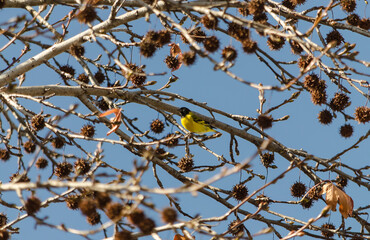 Cabecita negra en el otoñal árbol 3