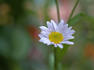 Obraz premium Closeup white common daisy flowers in garden with green blurred background ,macro image ,soft focus ,sweet color for card design
