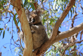 Australian Koala - Kenneth River, Victoria, Australia