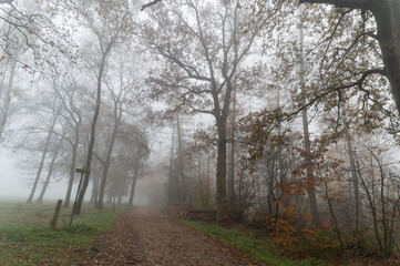 Obraz premium Landscapes of Overijssel in the mist, The Netherlands