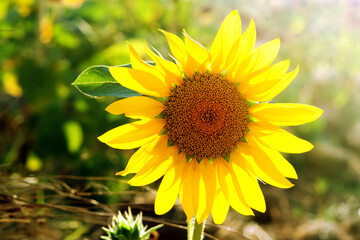 Beautiful sunflower head in summer