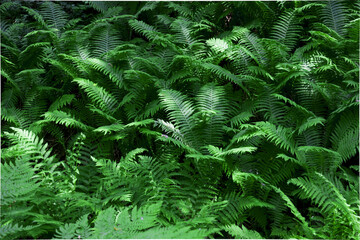 thickets of fern in the forest. leaves grow beautiful patterns, green background