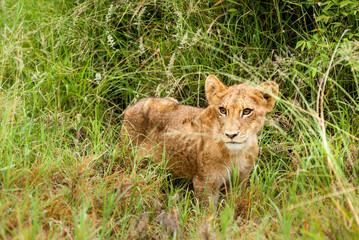 Fototapeta na wymiar Lions on the prowl in South Africa, in the Klaserie which is part of greater Kruger National Park