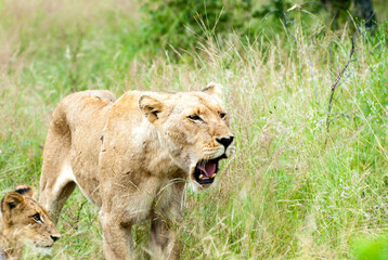 Naklejka premium Lions on the prowl in South Africa, in the Klaserie which is part of greater Kruger National Park