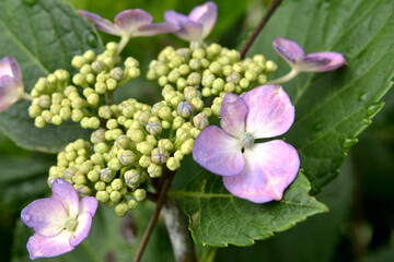 紫陽花