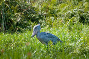 Shoebill stork near Mabamba swamp and Entebbe, Uganda