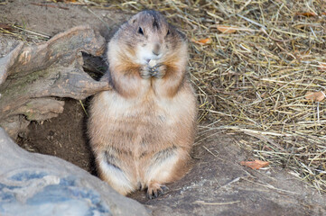 A Prairie Dog (Genus Cynomys)