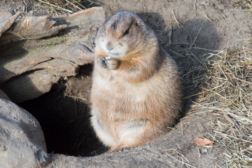 A Prairie Dog (Genus Cynomys)