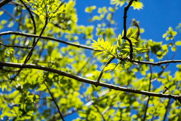 Beautiful Spring leaves with bokeh lights in the Spring forest, natural backgound for Spring projects.;