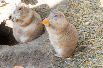 Two Prairie Dogs (Genus Cynomys)	