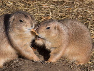 Two Prairie Dogs (Genus Cynomys)