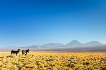 Atacama desert in Chile, Andes, South America.