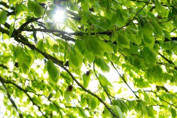 Beautiful Spring leaves with bokeh lights in the Spring forest, natural backgound for Spring projects.;