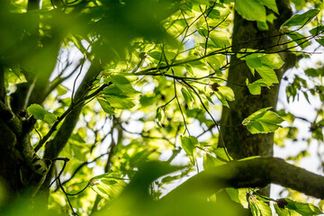 Beautiful Spring leaves with bokeh lights in the Spring forest, natural backgound for Spring projects.;