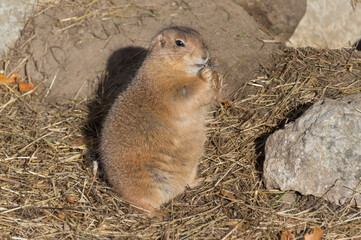 prairie dog eating
