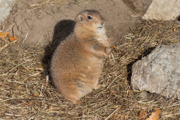 A Prairie Dog (Genus Cynomys)	