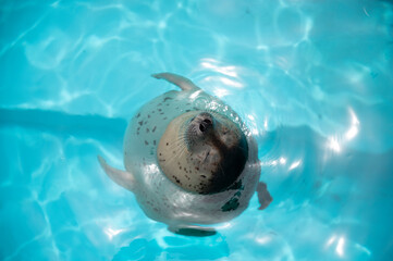 アザラシの子ども © Chiristsumo