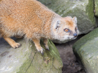 A Yellow Mongoose (Cynictis Penicillata)	