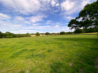Fototapeta na wymiar Large open meadow, with wild flowers and trees in, Tong, Bradford, UK