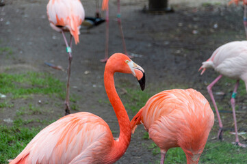 Some American Flamingo (Phoenicopterus Ruber)