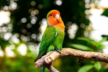 Fototapeta na wymiar A green parrot with orange face perched on a branch