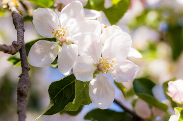 Obraz na płótnie Canvas Apple Tree Blossom (Malus Domestica)